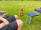 Friendly chicken