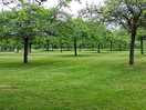Lots of trees