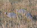 Guineafowl wondering