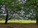 Vew from the farm road