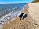 West mersea beach dog friendly all year.