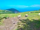 Costal walk
