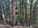 Enchanted oak forest