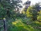 Woodland edge