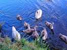 Regular visitors