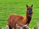 Resident alpaca