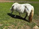 One of the very friendly horses