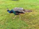 Same peacock again