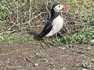 Farne islands trip puffin