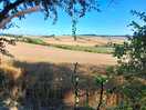 Wheat field
