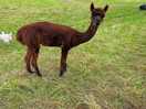 Resident alpacas