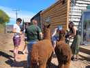 Alpaca walks