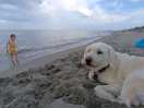 Noi avevamo tre cani taglia grossa e due bimbi di tre anni