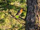 Little red robin came to say hello