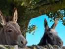 Owners donkeys