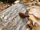 Slug eating king oyster mushrooms