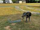 Daft dog