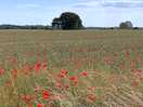 View of field as entering farm