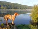 Hundefreundlich