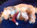 Chilled dolly