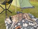 Whippets