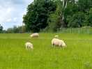 Sheep in the next field