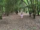 Magical woodland