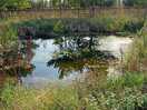 Little pond surrounded by little paths