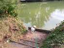 Dog friendly
