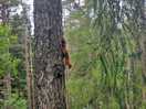 Red squirrel on site.