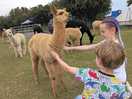 This is how close you can be with the alpacas