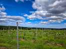 Grape vines