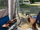 The nosy neighbour