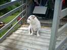Bert my dog camping fisherleigh barton campsite 26/06/2023