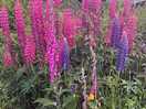 Lupins on site