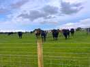 Cows
