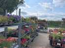 Lots of plants for sale