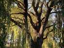 Willow tree just outside willow’s door.