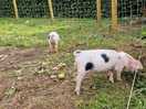 Pigs on site.