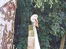 Local wildlife
