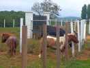 Ponies and donkeys outside the site
