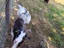 Funny goats