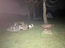 Dogs enjoying life