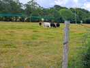 Cows on our walk