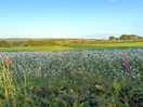 Walking through the fields via the dirt path from the site