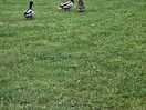 Ducks on site