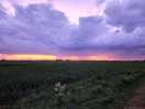 Sunset whilst on the nightly dog walk