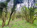 Private woodland area on the site