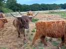 Other bulls and cows