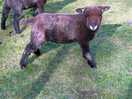 Lambs that were so friendly